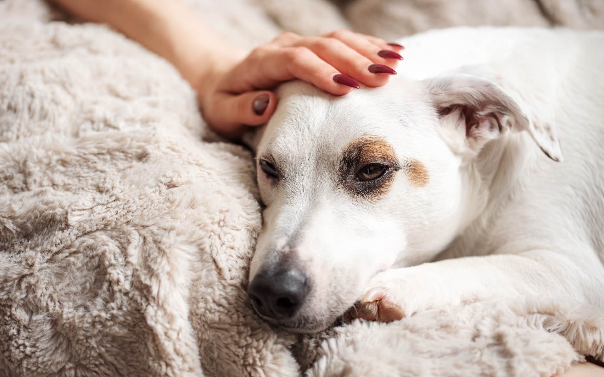 dog getting love and attention while relaxing