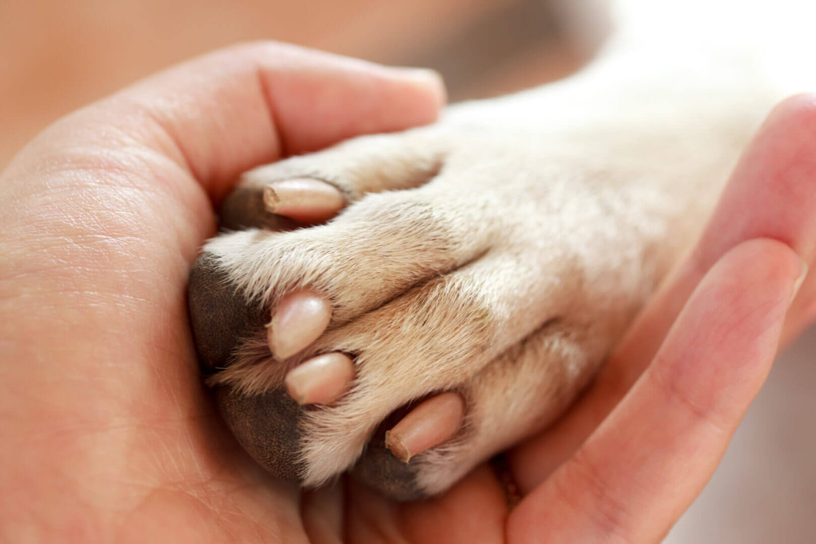 Human hand holding a dogs paw
