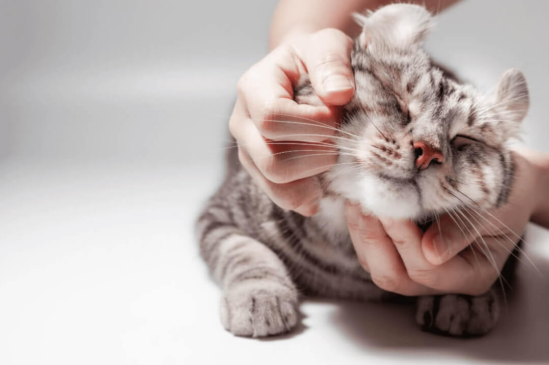cat getting love