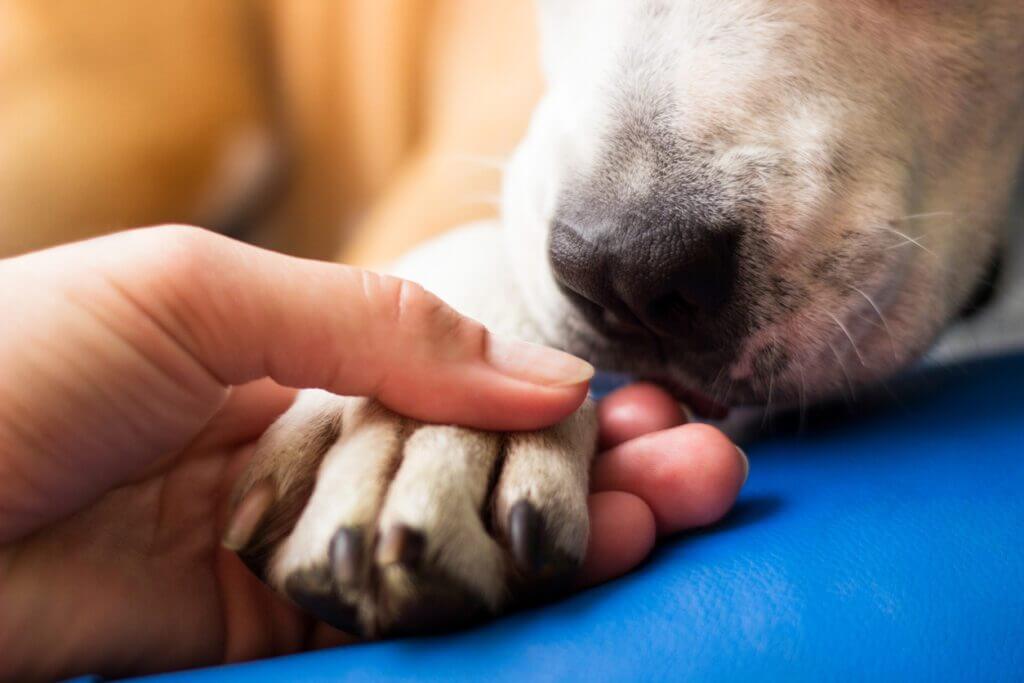Dog paw