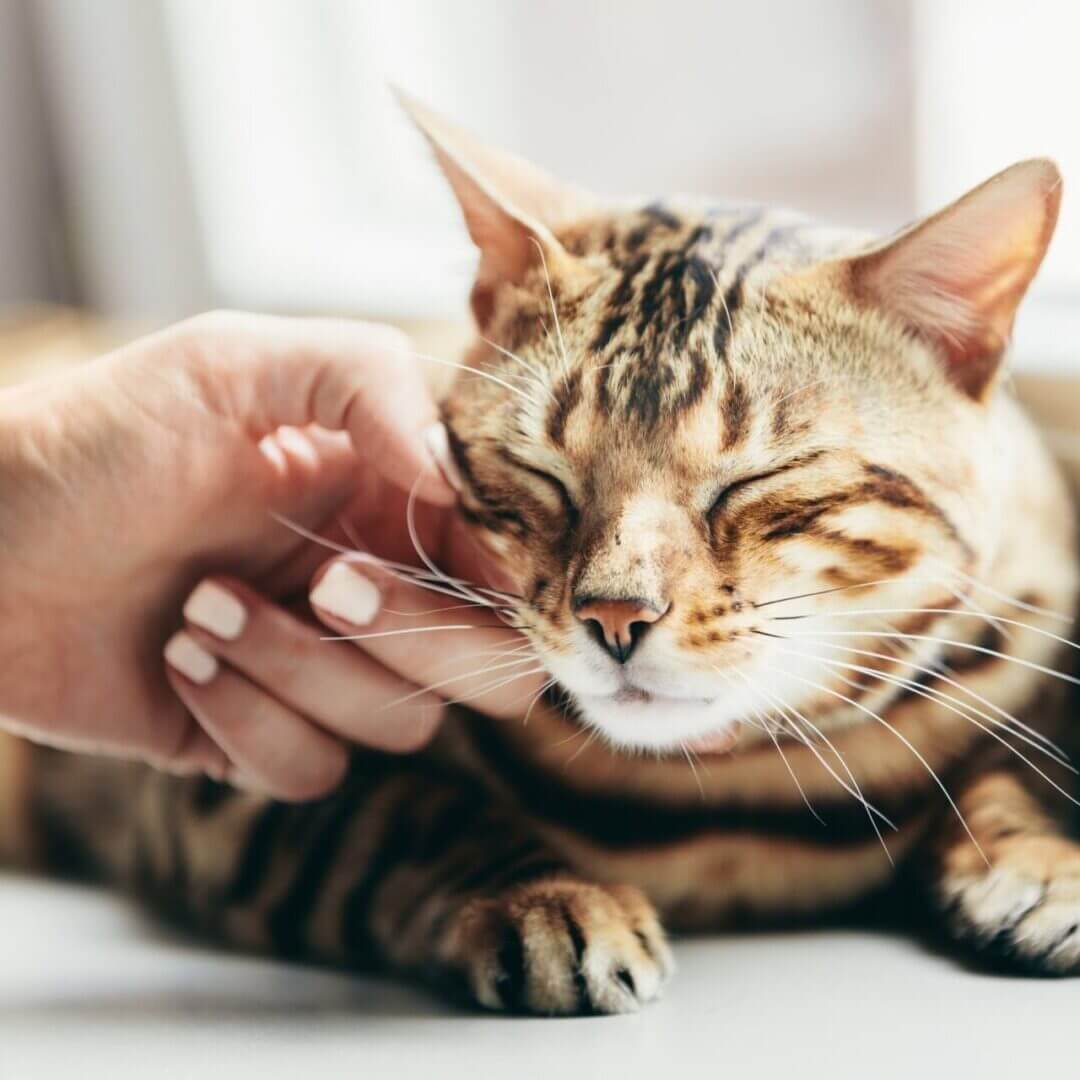 cat getting a cheek rub