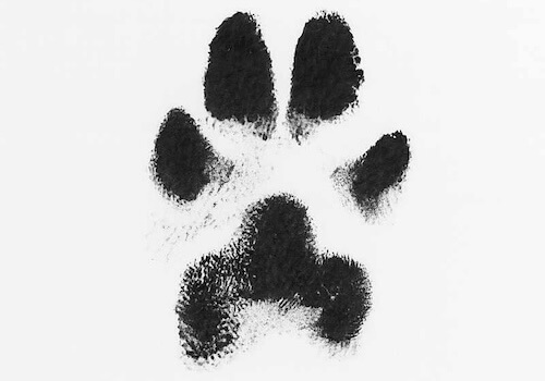 Ink paw print