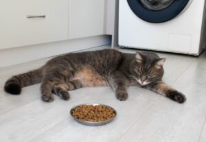 cat not eating