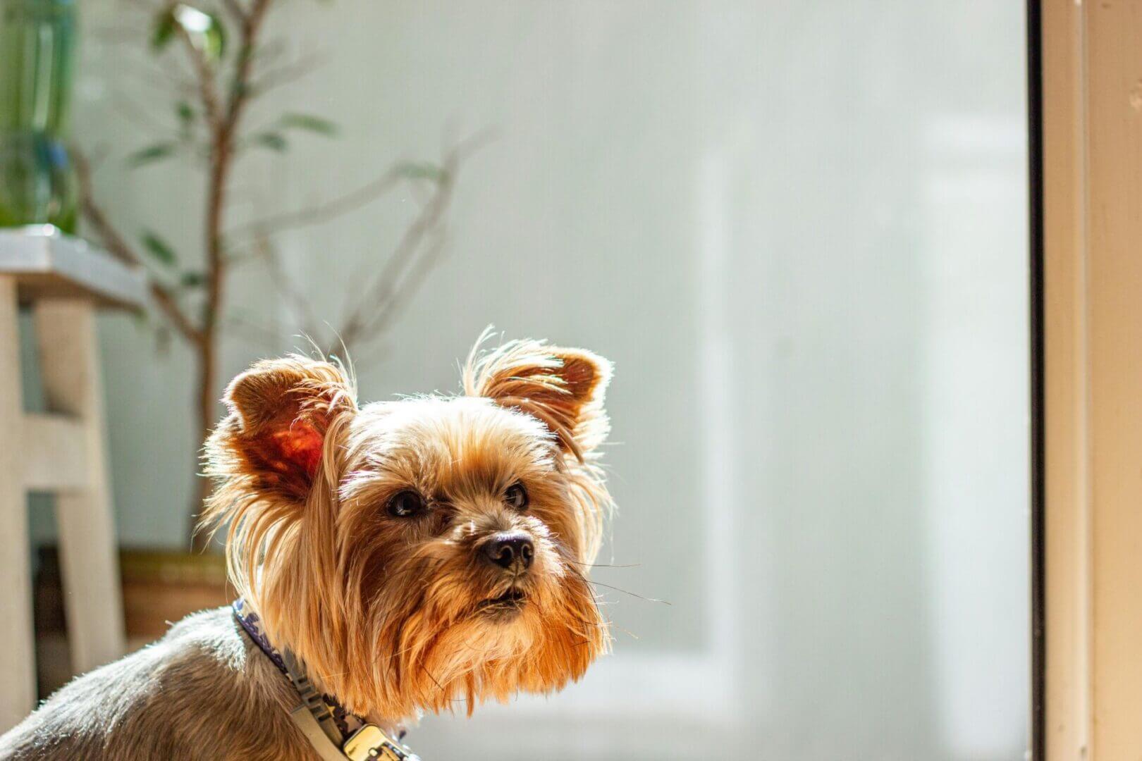 Yorkie just sitting and watching