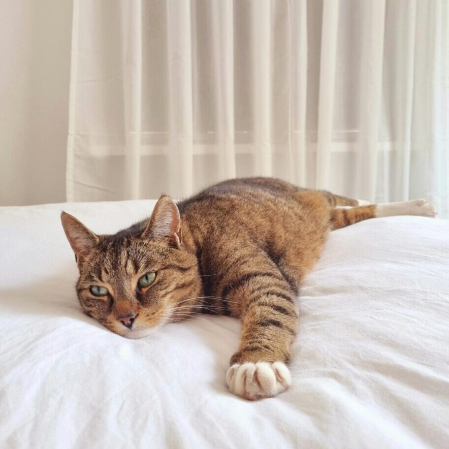 cat chilling on a bed