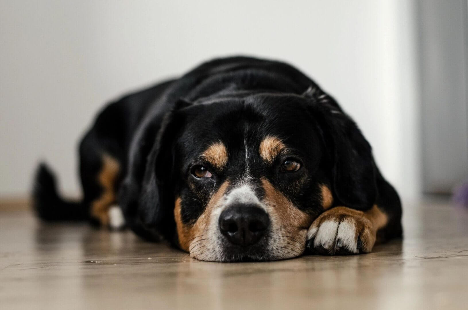 old dog sleeping
