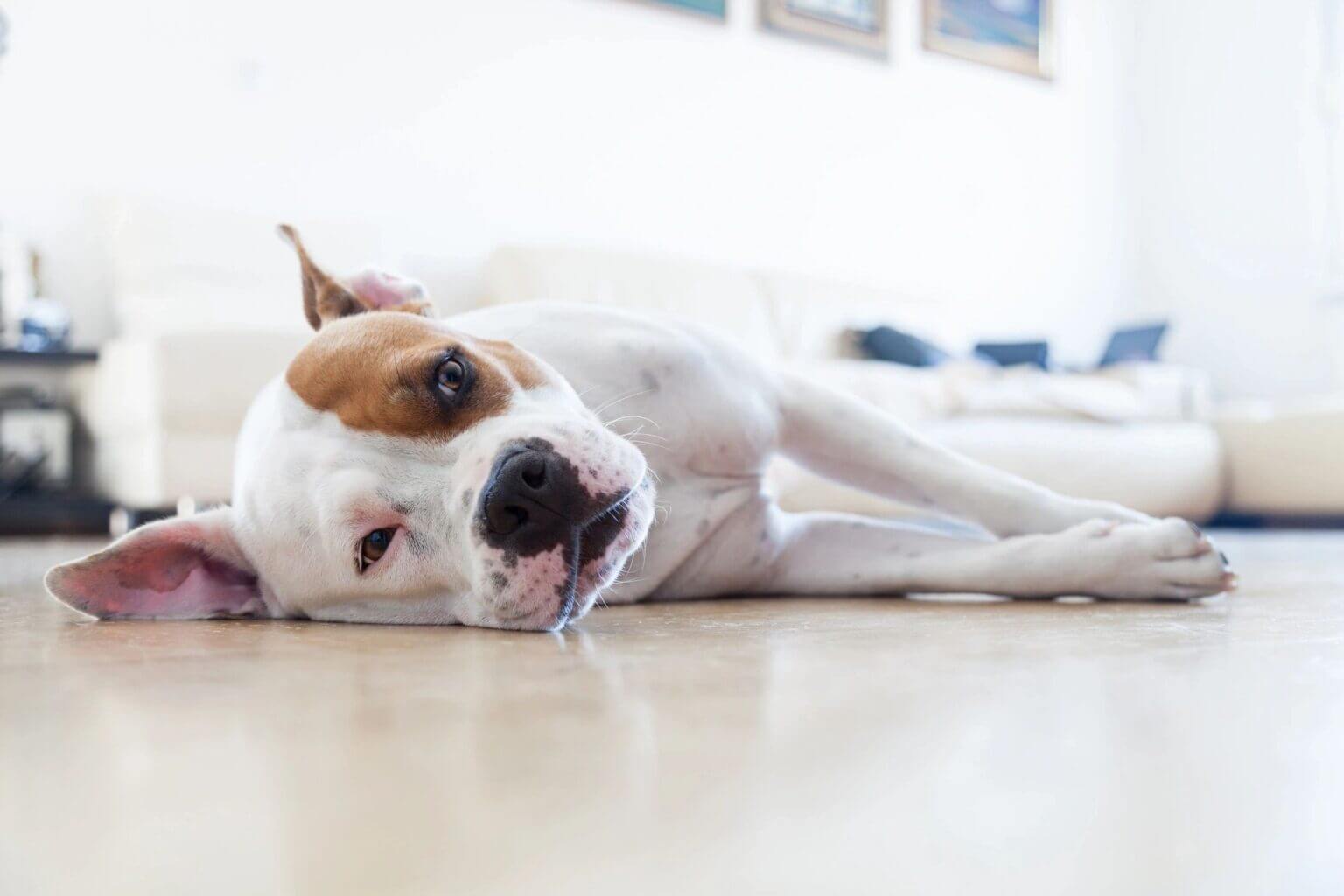dog laying on the floor