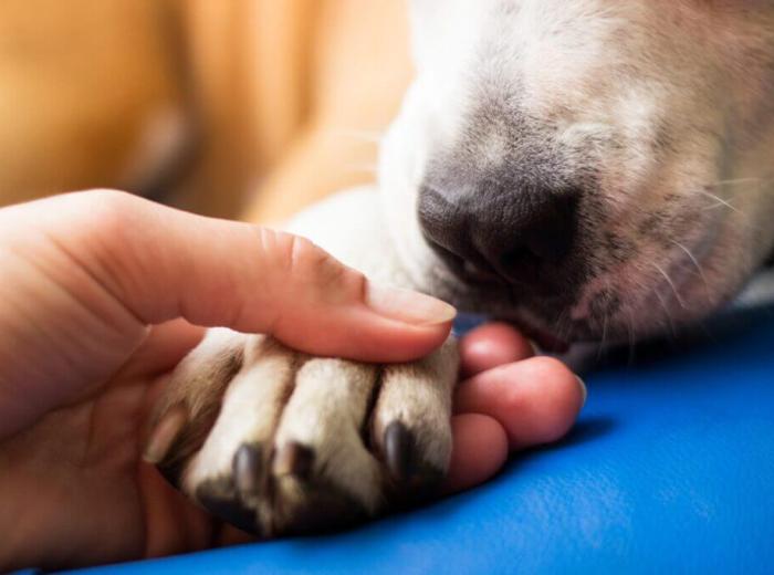 What Can I Expect During My At-Home Euthanasia Visit?