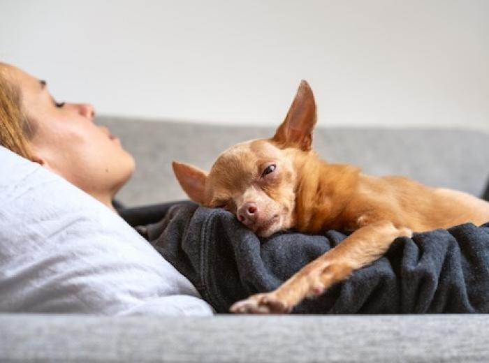 How will I know when it’s time to consider euthanasia for my pet?